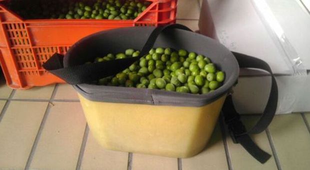 Un momento della raccolta delle olive