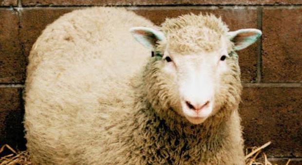 La verità su Dolly, la pecora clonata non morì di invecchiamento precoce