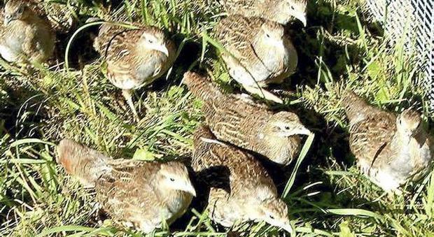 Caso di aviaria in un allevamento: 200 volatili abbattuti