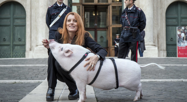 Michela Vittoria Brambilla a Montecitorio con un maiale al guinzaglio: ecco perché