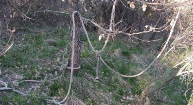 Cappi e trappole contro gli animali vaganti, la macabra scoperta nel Parco del Cilento