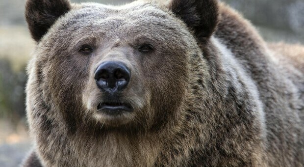 Eletto l'orso più grasso in un popolare concorso in Alaska