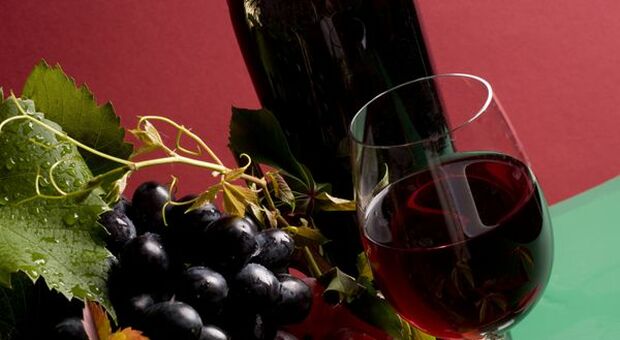 Italian Wine Brands chiude il 2020 con ricavi a 204 milioni di euro (+30%)