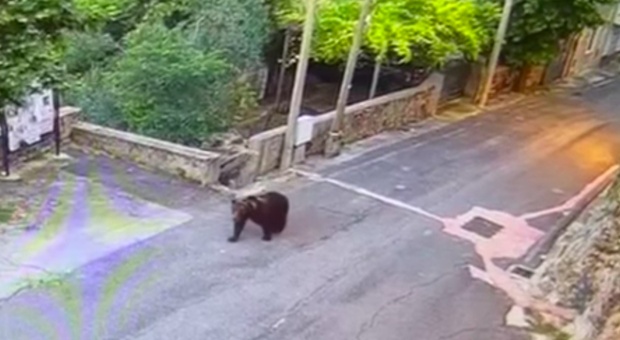 Orso marsicano nel centro del paese: la sua passeggiata diventa virale VIDEO