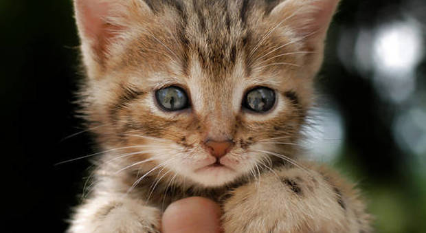 Salva un gattino in difficoltà: «multa da166 euro» L'assessore: «Normativa che protegge gli animali»