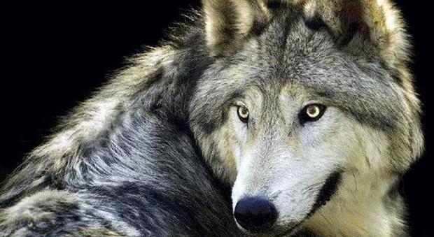 Il lupo è tornato a ripopolare il bellunese: «Una coppia è stanziale»