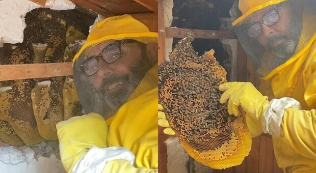 Trovato un nido di api nel muro di un'abitazione alle porte di Roma. L’esperto: «Pronte a sciamare e diffondersi negli edifici limitrofi»