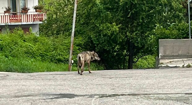 Lupo aggredisce un cane e la padrona in strada a Chieti: la donna cade e l'animale fugge via con la “preda” in bocca