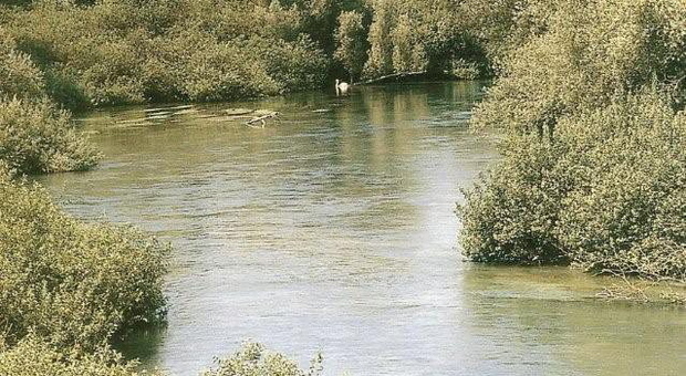 Si getta nel fiume per salvare il cane intrappolato fra le ramaglie
