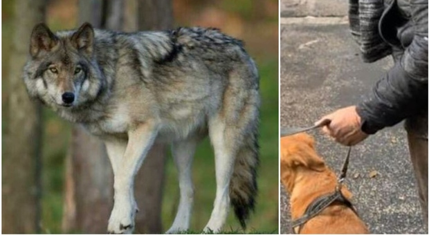 Donna aggredita da un lupo che le strappa via il cane: lei cade, l'animale scappa con la "preda" in bocca
