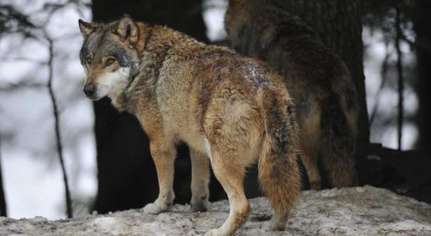 Piano per l'abbattimento dei lupi: rimandato il voto