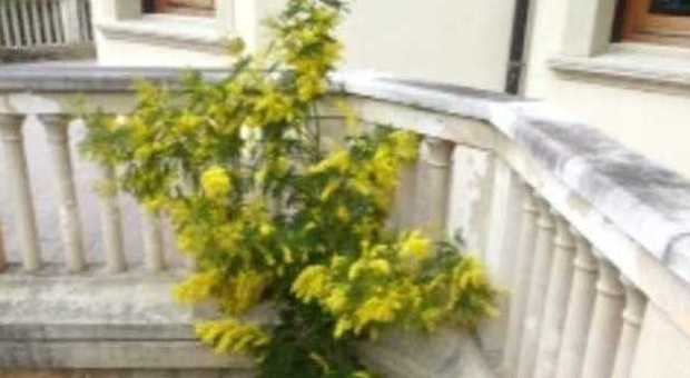 Mimose per l'8 marzo