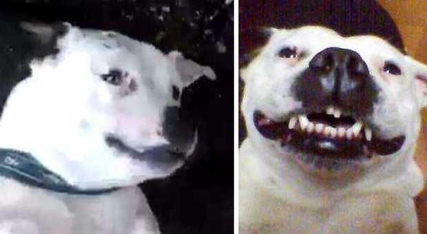 I video dei lettori Ecco la cagnolina che ha imparato a sorridere