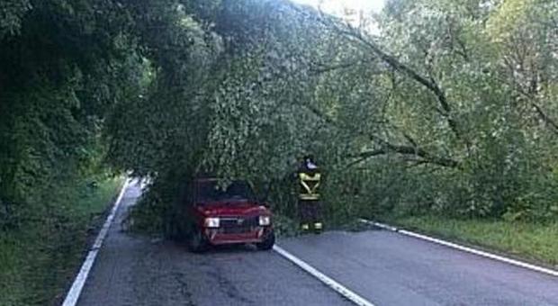Torricella, il vento abbatte albero che cade sulla strada provinciale Rimosso dai vigili del fuoco