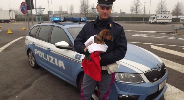 Lanciano il cane dal finestrino dell'auto sull'autostrada: caccia alla Bmw con targa rumena -Guarda