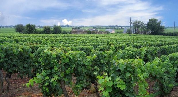 Italian Wine Brands conferma forte crescita vendite primi 4 mesi 2020