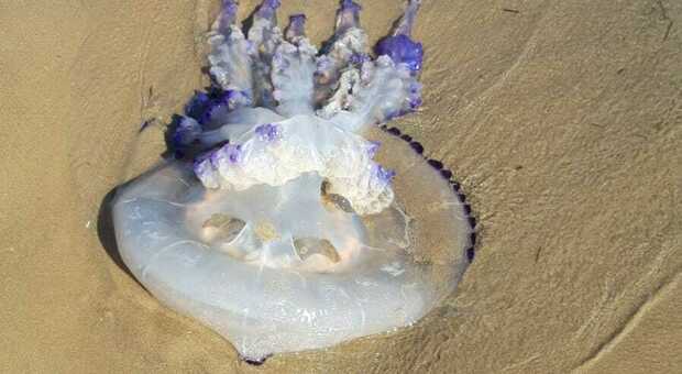 VENEZIA Gran numero di meduse spiaggiate da Bibione a Chioggia