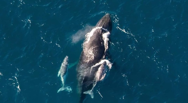 Balena con due cuccioli (forse gemelli) filamata in Australia: il raro avvistamento di Nigaloo Aviation
