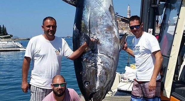 Oltre due ore di combattimento Pescato tonno gigante di 340 chili