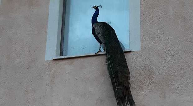 Foligno, pioggia battente e sulla finestra di casa compare uno splendido pavone