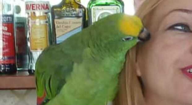Rubato “Venerdì”, il pappagallo di Tik Tok: trovato a casa di un 70enne di Fondi, denunciato