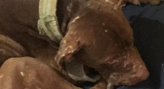 Trovato e salvato pitbull nel Napoletano: morsi e lesioni da combattimento