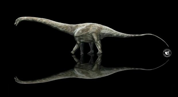 Nella foto, ricostruzione di un Supersauro (credit: Sean Fox/Fossil Crates)