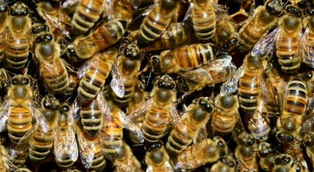 Uomo muore attaccato da uno sciame di api in casa. «Sono uscite da un vecchio sacco di terriccio»