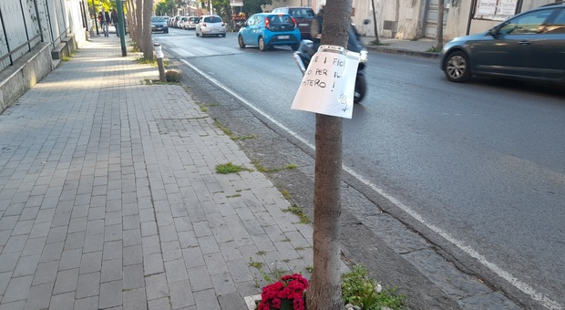 Torre del Greco, messaggio per salvare le piantine: «Rubate i fiori solo per il cimitero»
