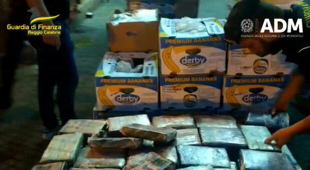 Sequestrate tre tonnellate di cocaina purissima: erano nascoste nel carico di banane