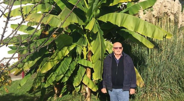 Il clima cambia e nel apesino bellunese spuntano i caschi di banane sulle piante