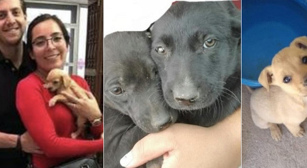 Una coppia adotta 16 cuccioli, ma i cani spariscono: l'agghiacciante scoperta dei volontari animalisti