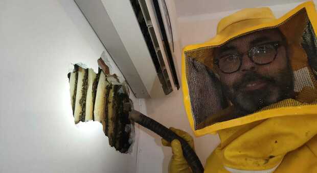 Una famiglia di 40mila api nascosta nella parete di una casa a Santa Marinella. L’esperto: «Controllate sempre armadi e cantine»