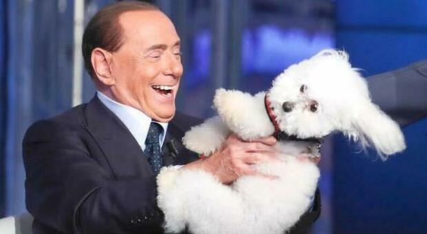 Berlusconi, i figli e Marta Fascina si contendono il cane del Cavaliere: dov'è Dudù ora?