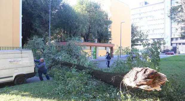 Milano, emergenza vento: tetti scoperchiati, alberi e cartelloni divelti. 300 interventi dei vigili del fuoco