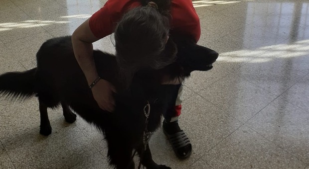 Nessuna visita in carcere, detenuto incontra il suo cane Zair: il commovente abbraccio in cella