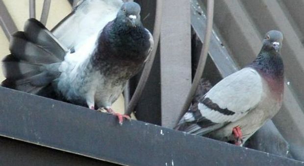 Avvelenata dagli escrementi di piccione: muore a 62 anni