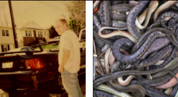 Usa, trovato morto in casa: era circondato da 124 serpenti, pitoni e mamba neri
