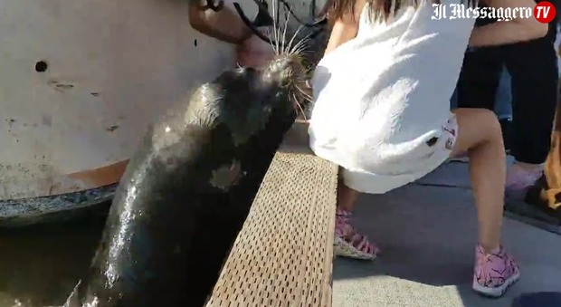 Leone marino trascina in mare la bimba: attimi di terrore al parco acquatico