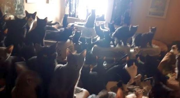 Oltre 300 gatti scoperti in un piccolo appartamento e salvati dai volontari: le foto fanno il giro del mondo