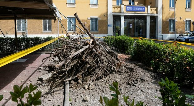 Roma, crolla un pino davanti all'ingresso dell'Università (chiusa per il 25 aprile): tragedia sfiorarata