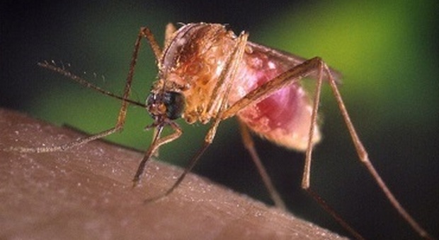West Nile, contagiato da una zanzara 10 mesi fa