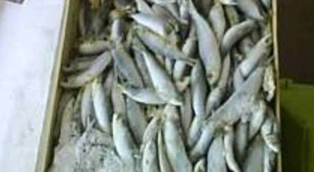 Spariti oltre cento chili di pesce sequestrato: denunciati tre cinesi