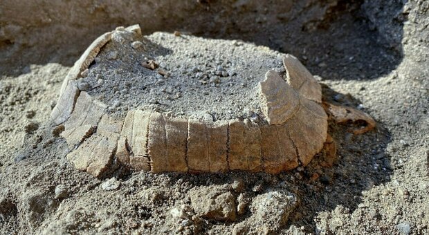 Tartaruga con il suo uovo mai deposto ritrovata a Pompei 2000 anni dopo