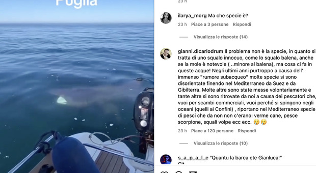 Uno squalo nuota tranquillo vicino al gommone: sorpresa a Polignano. Video