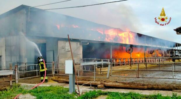 Serra de' Conti, esplosione e incendio nell'allevamento: evacuate 70 mucche (su 300)
