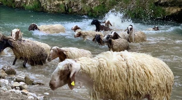 Torna la tradizione della vagnatura, le pecore fanno il bagno nel fiume Sele