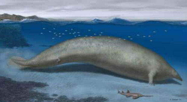 L'animale più pesante di sempre scoperto in Perù. È il Perucetus: pesa 340 tonnellate ed è lungo 20 metri