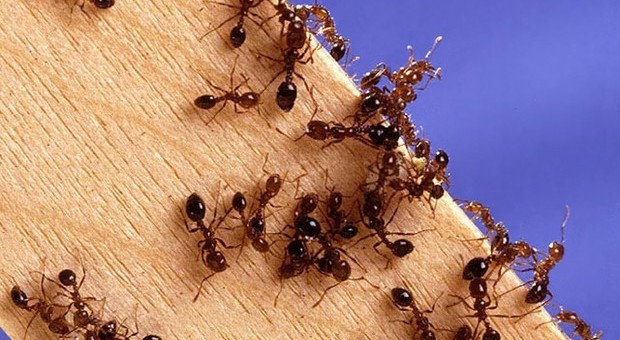 Una colonia di formiche nere salva una ragazza da uno stupratore