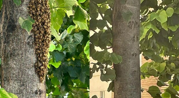 Lo sciame di api trovato domenica su un albero in via Silvio Pellico. Nella seconda foto la scomparsa dell'alveare a seguito dell'attacco delle vespe Orientalis. Foto di Renato Sartini